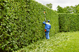 Hedge trimming on 50 linear meters