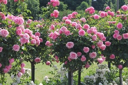 Creation of a rose bed